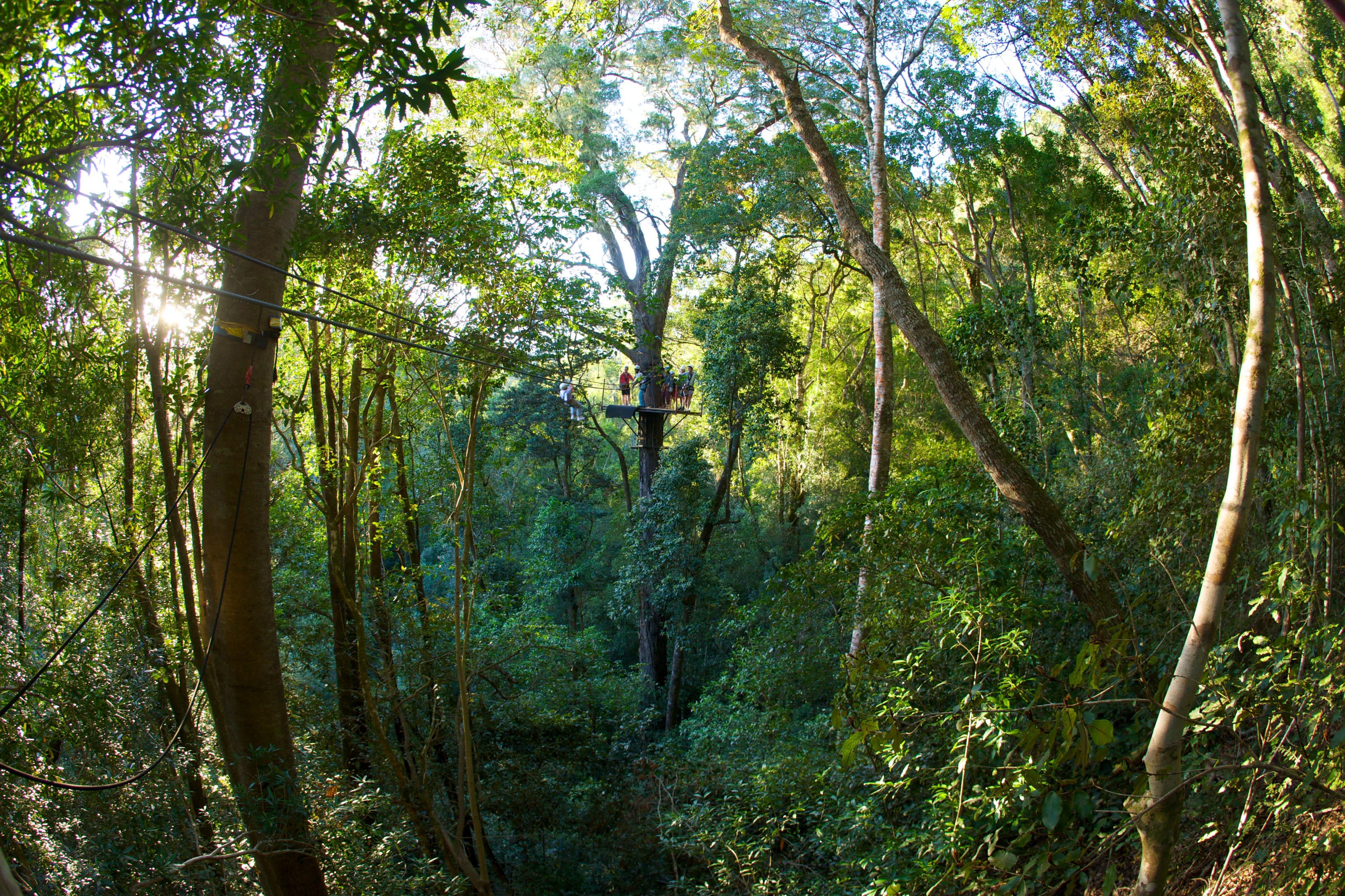 Stormsriver Adventures - Tsitsikamma Canopy Tour: 2.5h Thrilling Zipline Tour for 1 Adult!