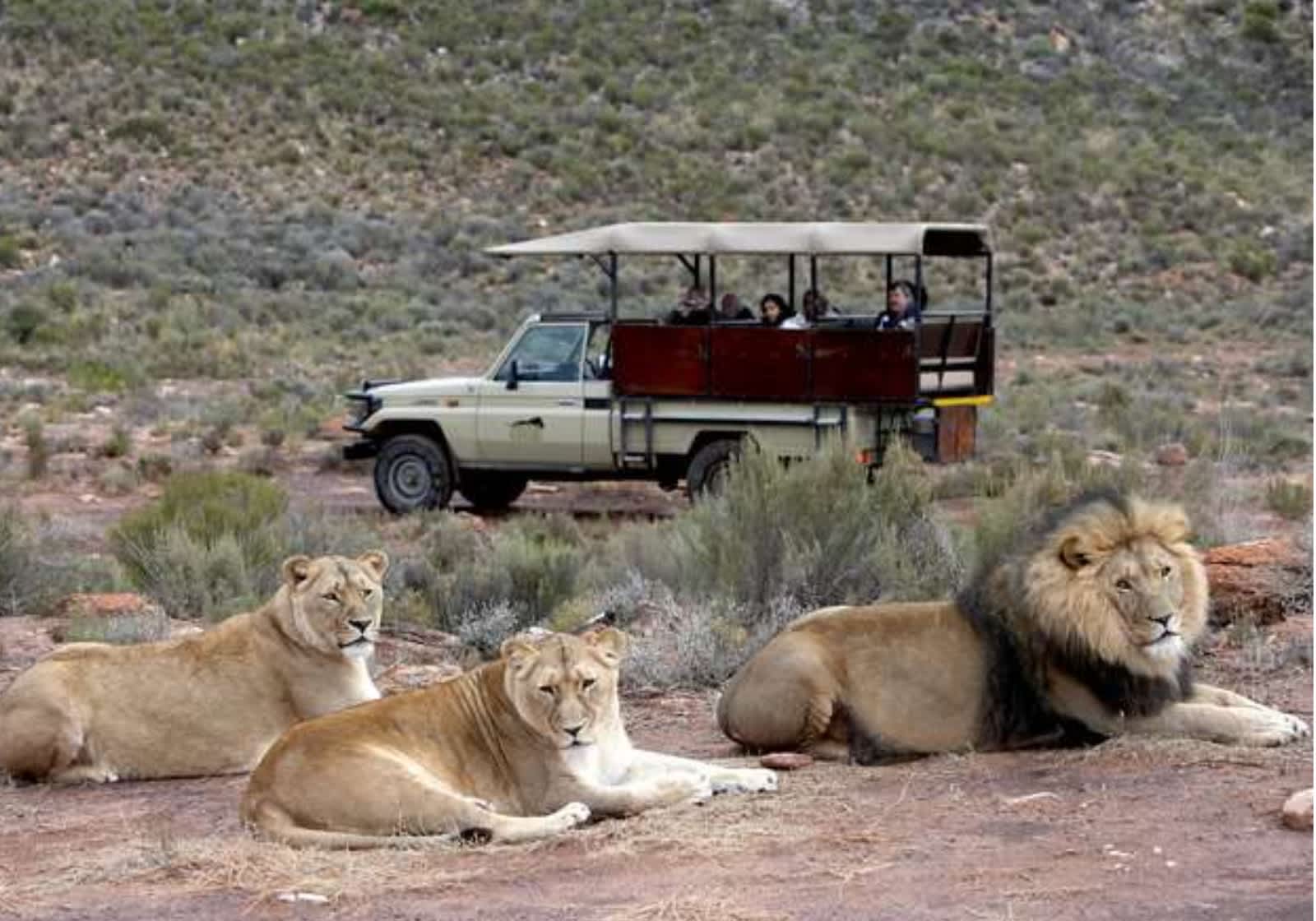 Aquila Private Game Reserve: Join us for an adventurous Big 5-  SUNSET Safari experience for Only R999 Per Person! 