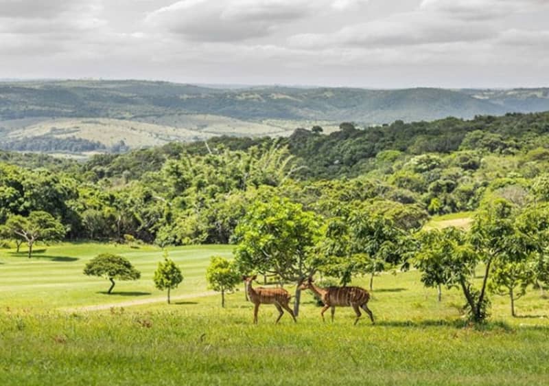 Olivewood Private Estate & Golf Club in East London : 2-BALL + Shared Cart for only R999