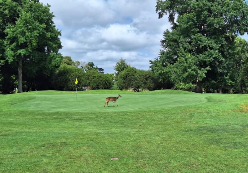George Golf Club: Flook Garden Route Golf Tour 2026 Special - 4-Ball for only R1 999!