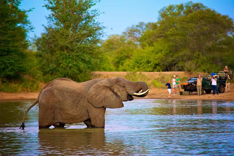 Nthambo Tree Camp, Kruger National Park - 1 Night Luxury Stay for 2 + All Meals & Game Drives + Bush Walks For R6338 pppn!