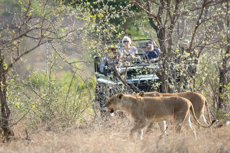 Nthambo Tree Camp, Kruger National Park - 1 Night Luxury Stay for 2 + All Meals & Game Drives + Bush Walks For R6338 pppn!