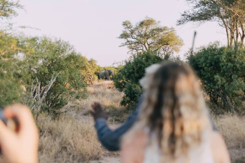 Kruger Untamed Tshokwane River Camp: Luxury Tent Stay + All Meals + Beverages + 2 Daily Game Drives or Game Walks with a rifled ranger.