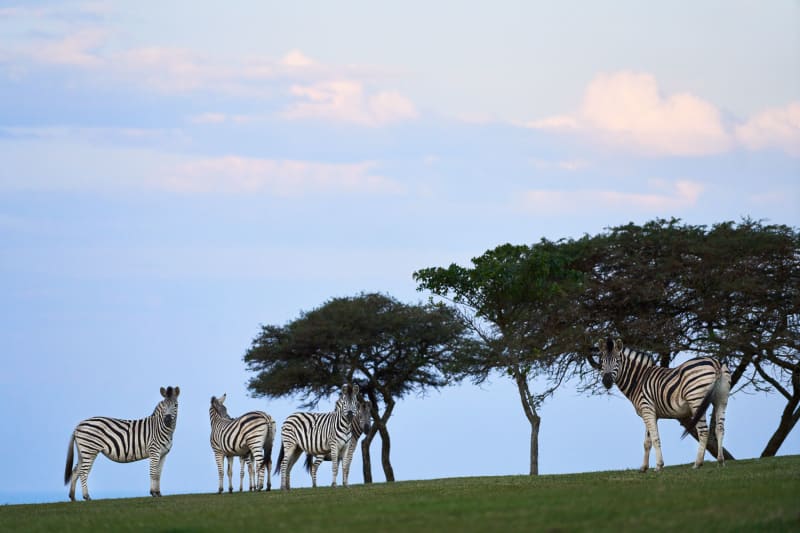 Scenic & Sublime Eastern Cape Golf Tour for 4 - Play 3 Courses!