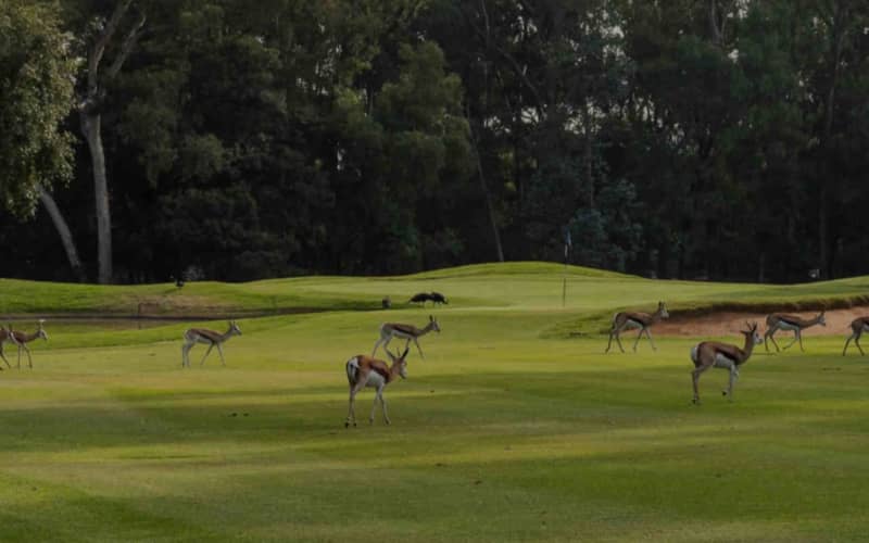 Benoni Country Club: 2-Ball + Shared Cart - only R1 099!
