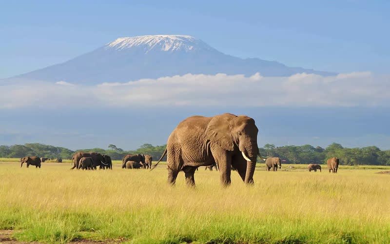 Kenya Golf & Safari Adventure: 12 Nights + Golf on 6 courses (7 rounds) + Breakfast, Select Meals & return Flight to Masai Mara
