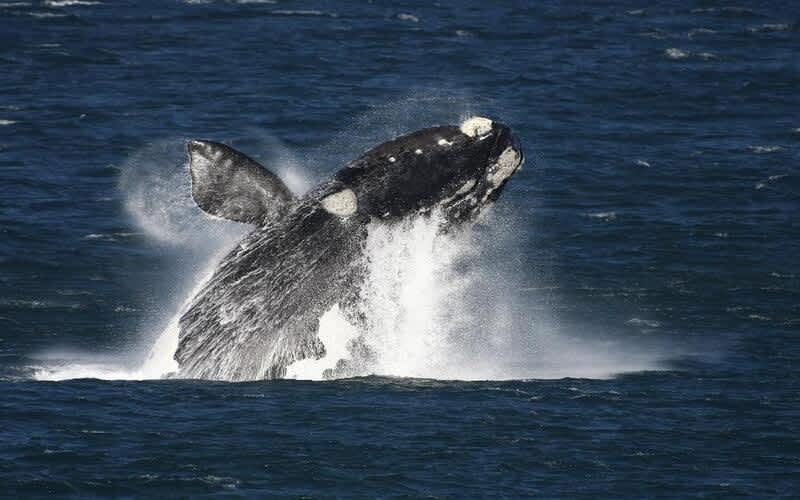 5* Hermanus Whale Song Retreat at The Marine: Stay 3 Nights & Get a 4th Free