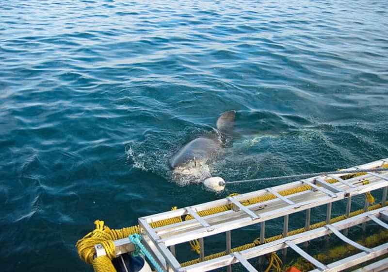 Once in a Lifetime Experience Sharking Diving in False Bay from only R3 392 per Person Sharing