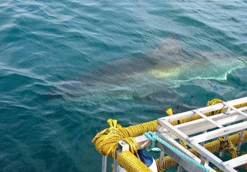Once in a Lifetime Experience Sharking Diving in False Bay from only R3 392 per Person Sharing