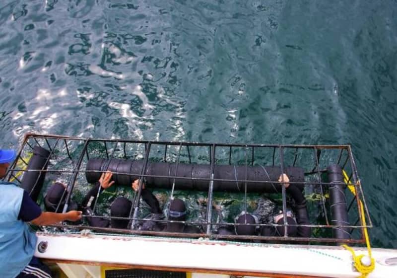 Once in a Lifetime Experience Sharking Diving in False Bay from only R3 392 per Person Sharing