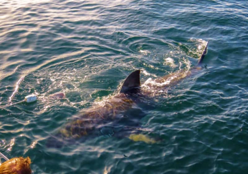 Once in a Lifetime Experience Sharking Diving in False Bay from only R3 392 per Person Sharing