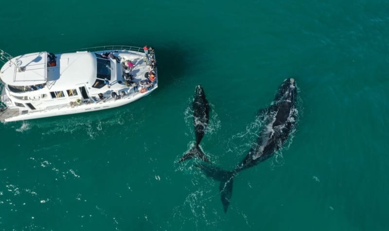 Once in a Lifetime Experience Full Day Tour in Hermanus: Whale Watching Cruise from only R3 767 per Person Sharing!