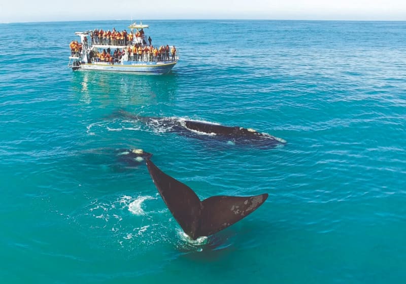 Once in a Lifetime Experience Full Day Tour in Hermanus: Whale Watching Cruise from only R3 767 per Person Sharing!