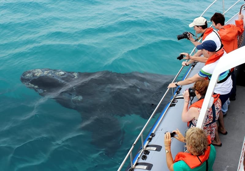 Once in a Lifetime Experience Full Day Tour in Hermanus: Whale Watching Cruise from only R3 767 per Person Sharing!