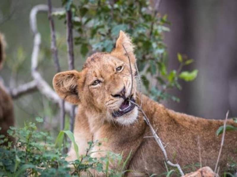 Laluka Safari Lodge — Intimate Family-Run Safari in Welgevonden Game Reserve, South Africa
