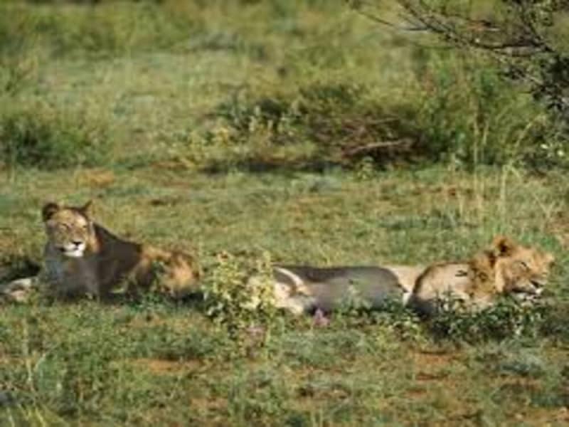 Laluka Safari Lodge — Intimate Family-Run Safari in Welgevonden Game Reserve, South Africa