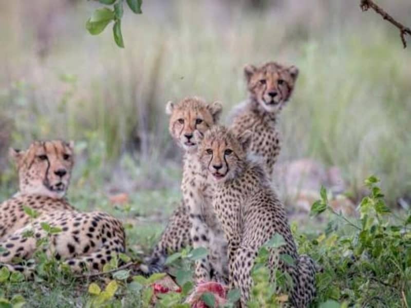 Laluka Safari Lodge — Intimate Family-Run Safari in Welgevonden Game Reserve, South Africa
