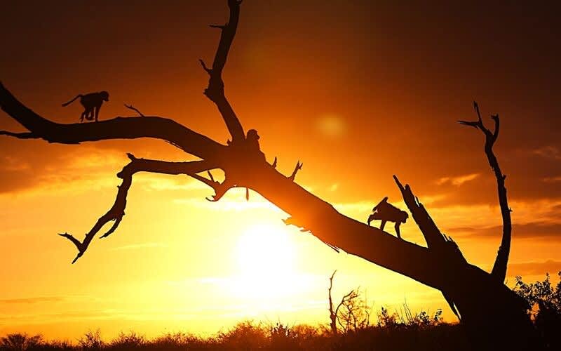 Grace of Africa 5* Lodge Golf & Big 5 Safari Escape: 7 Nights + Golf on TWO Courses (Kambaku & Skukuza) + Wine Tasting + Full-board 