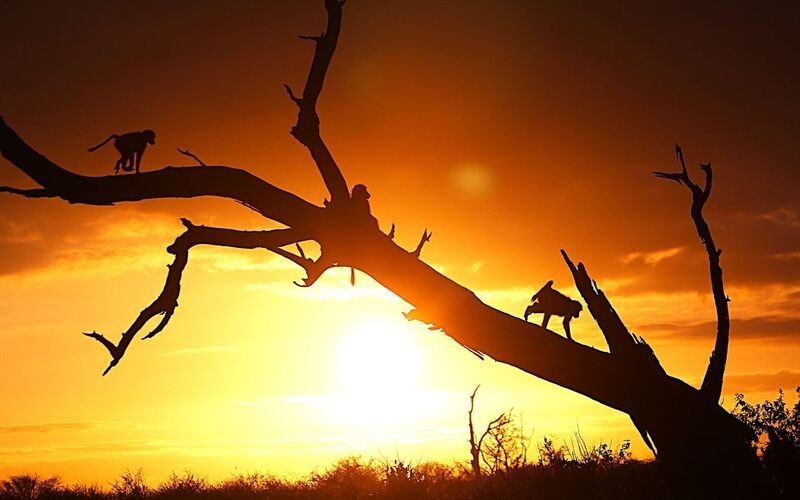 Grace of Africa 5* Lodge Golf & Big 5 Safari Escape: 7 Nights + Golf on TWO Courses (Kambaku & Skukuza) + Wine Tasting + Full-board 