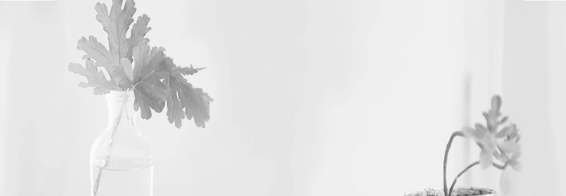 glass vase with leaves, succulent plant in a pot on a light background