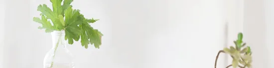leafy green plant in glass vase on a light background, succulent plant in soft focus background creating a calming ambiance