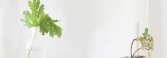 leafy-green-plant-in-glass-vase-next-to-succulent-in-pot-on-light-background, green-leaves-in-vase-with-water