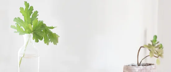 PRIVACY POLICY - 1900x800_header_plants_new.png