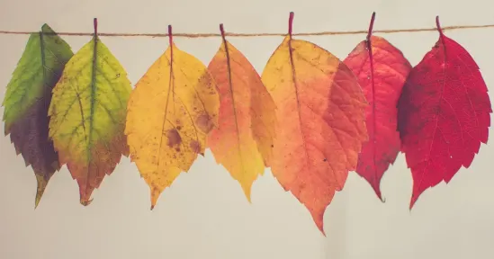 leaves-in-autumn-colors, hanging-on-string-background