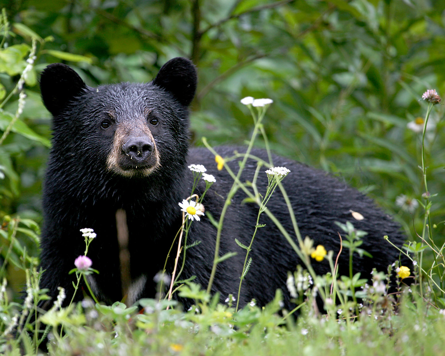Bear Safety