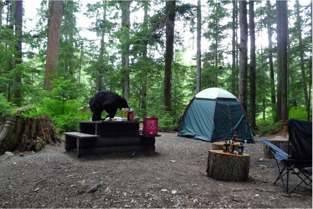 Black bear at the campsite Black bear at the campsite