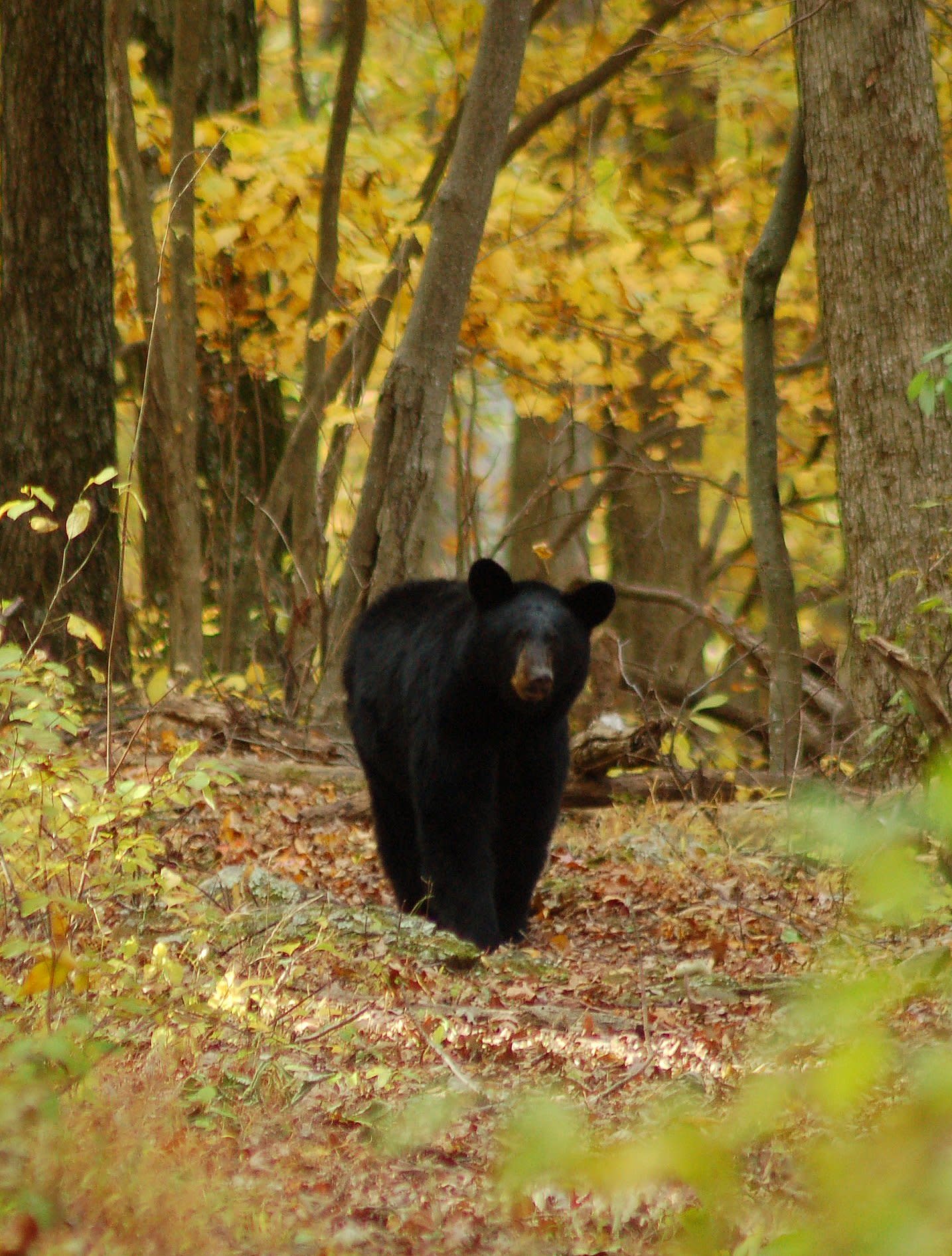 Black bear on the trail Black bear on the trail