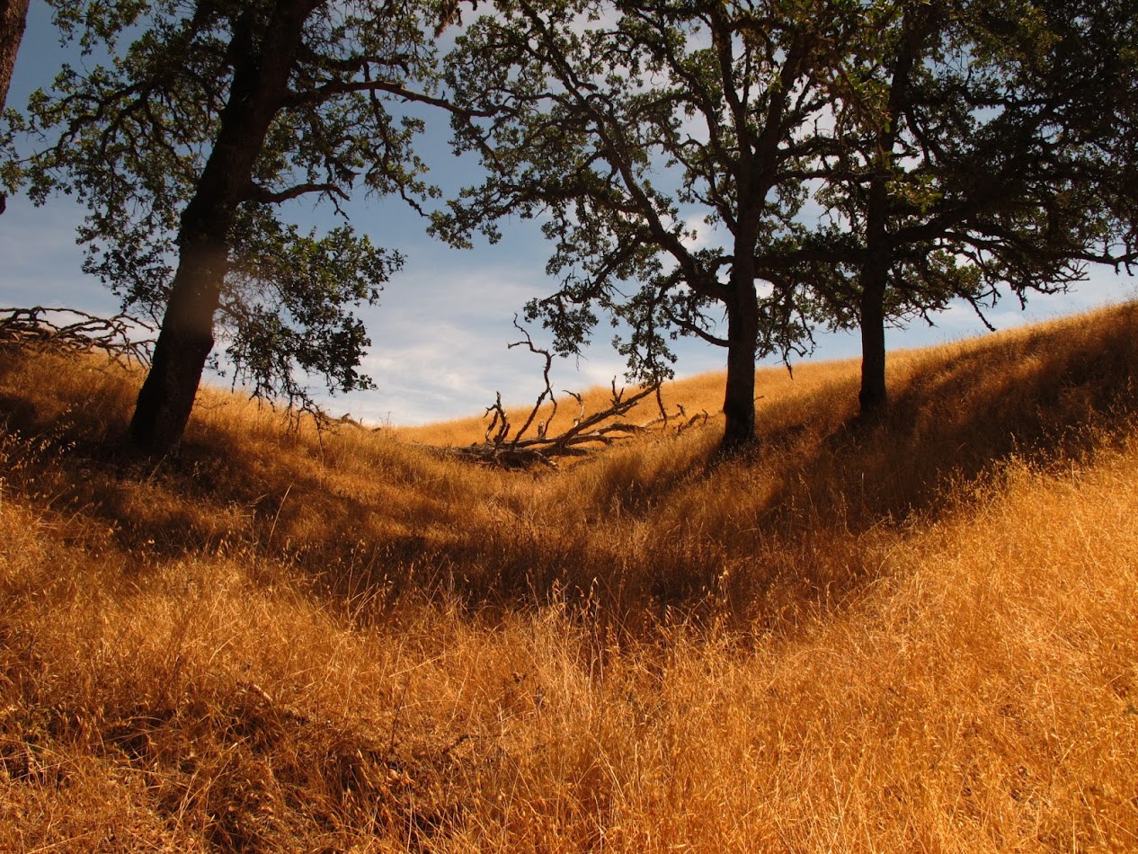 Henry W. Coe State Park Henry W. Coe State Park