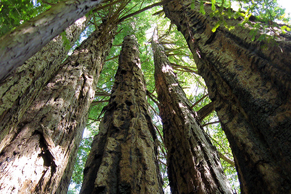Portola Redwoods State Park Portola Redwoods State Park