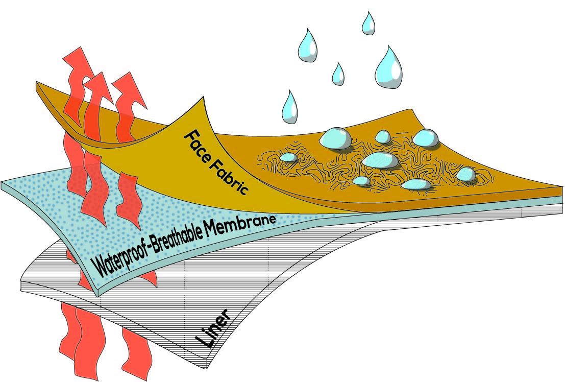 Outer layer anatomy Outer layer anatomy