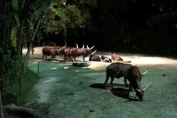 Night Safari Singapore