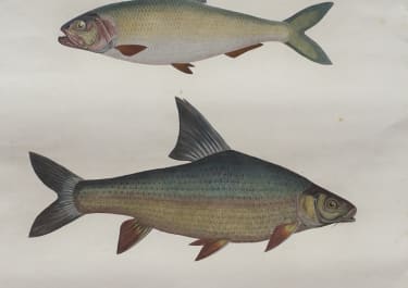 EGYPT  FISH   DESCRIPTION DE L'EXPEDITION ELEPHANT FOLIO  1819