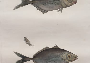 EGYPT FISH DESCRIPTION DE L'EXPEDITION ELEPHANT FOLIO 1819