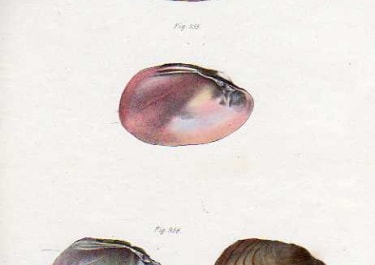 SHELLS NATURAL HISTORY OF NEW YORK PLATE 39