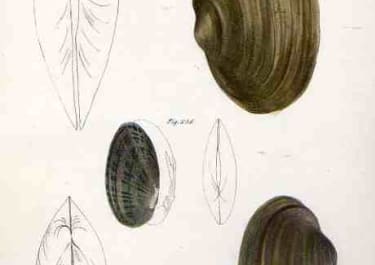 SHELLS NATURAL HISTORY OF NEW YORK PLATE 18