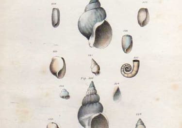 SHELLS NATURAL HISTORY OF NEW YORK PLATE 35