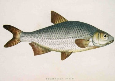 POMERANIAN BREAM