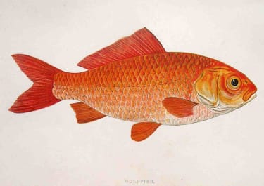 GOLDFISH