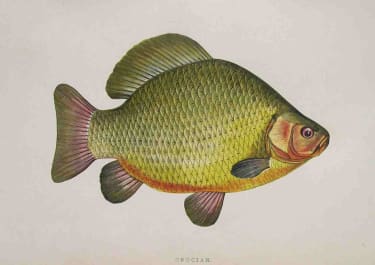 CARP CRUCIAN