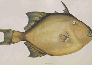 FILEFISH