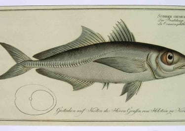 BIGEYE SCAD .SCOMBER CRUMENOPHTHALMUS