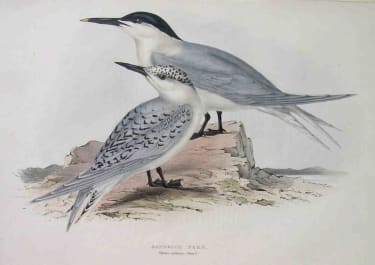 GOULD'S BIRDS SANDWICH TERN STERNA CAUTIACA