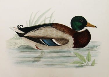 WILD DUCK