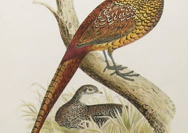 PHEASANT