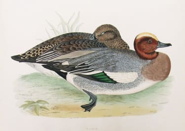 WIGEON DUCKS