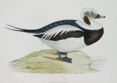 LONG-TAILED DUCK